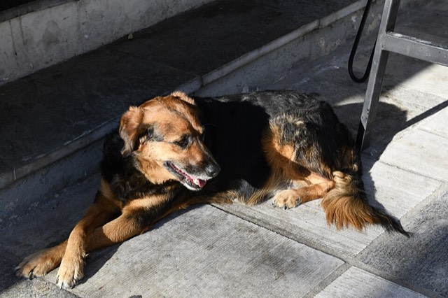 Cão de pelagem caramelo e preta deitado ao sol