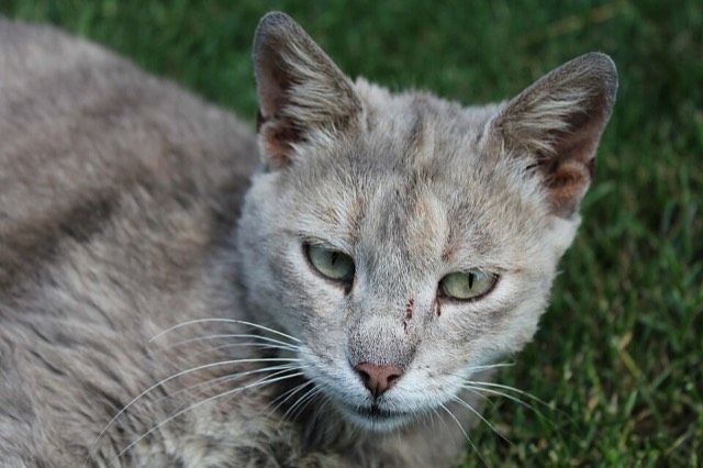 Gato cinza deitado na grama