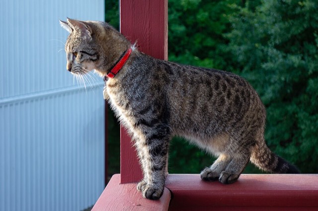 Gato tigrado jovem com coleira vermelha